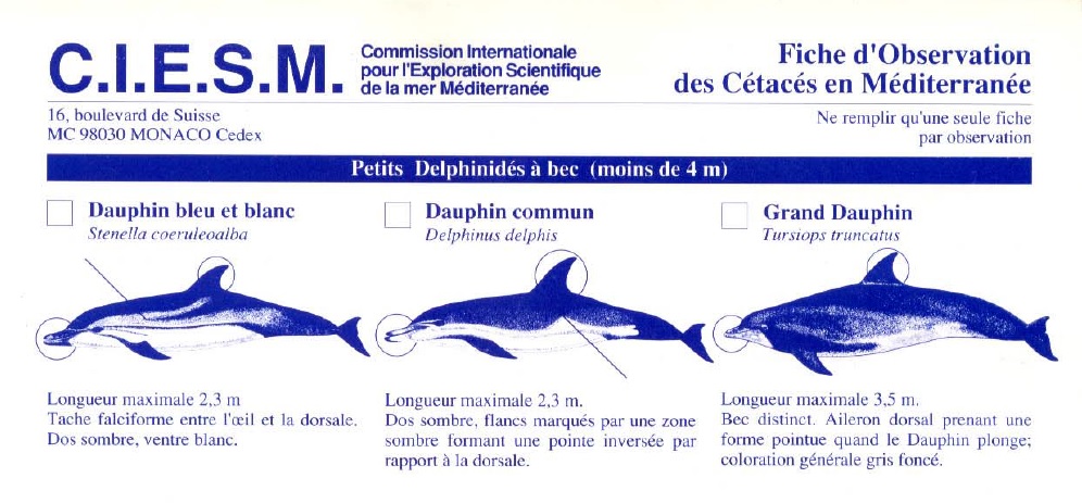 Fiche observation des cetaces