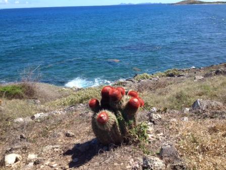 Tête à l'anglais. Réserve naturelle NE Saint-Martin